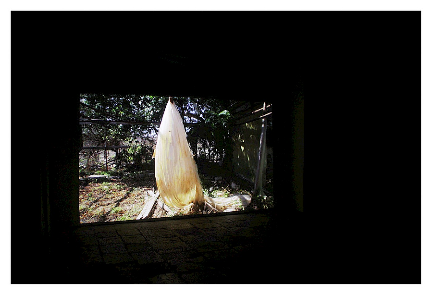 2014 FIRE BLOSSOM FLOWER