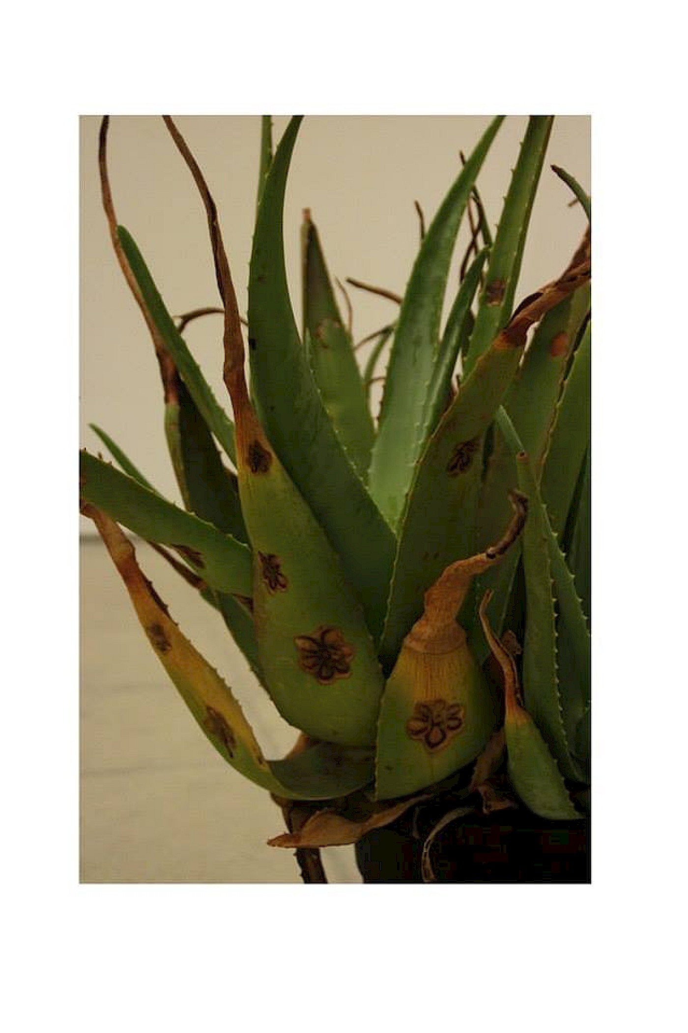 2014 FIRE BLOSSOM FLOWER